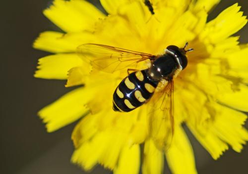 Eupeodes luniger